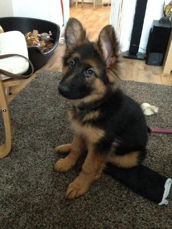 Cuccioli di pastore tedesco.(500 €) 